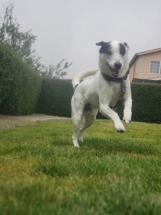 Bark Park 8