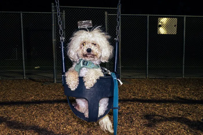 Gellert Park Dogs Association 7