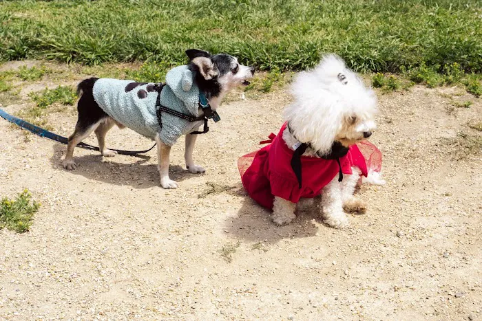 Gellert Park Dogs Association 10