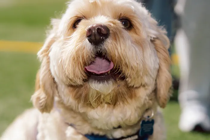 Gellert Park Dogs Association 9