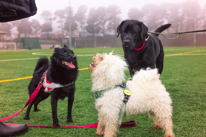 Gellert Park Dogs Association 5