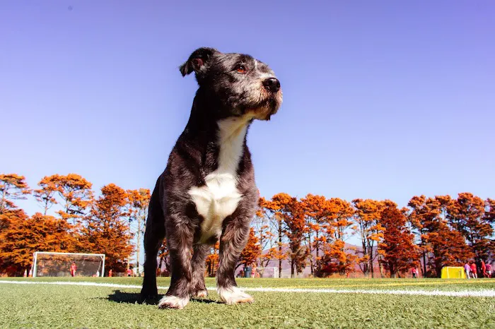 Gellert Park Dogs Association 1
