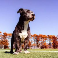 Gellert Park Dogs Association ico
