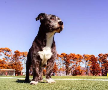 Gellert Park Dogs Association