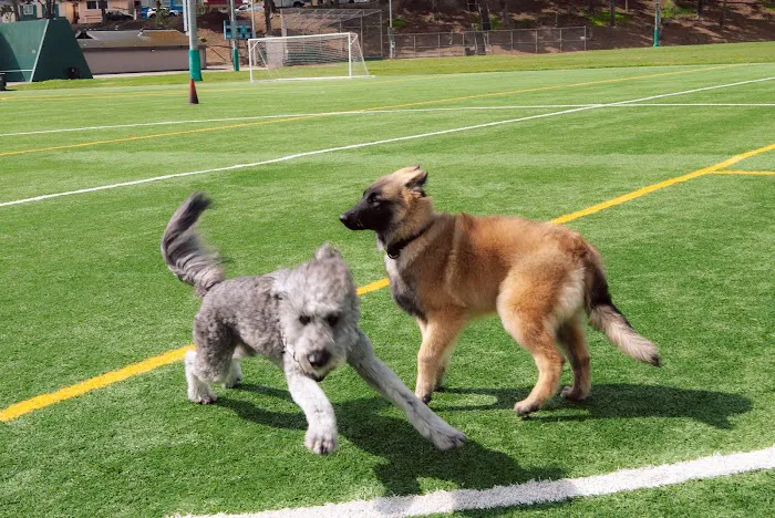 Gellert Park Dogs Association 8