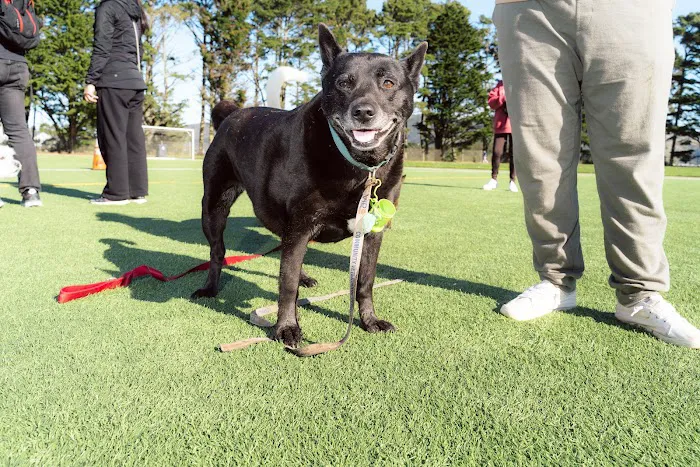 Gellert Park Dogs Association 2
