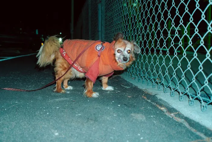 Gellert Park Dogs Association 6