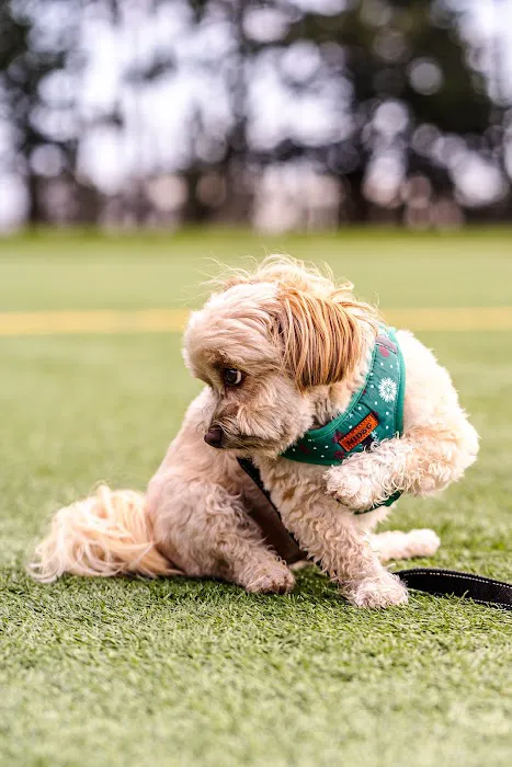 Gellert Park Dogs Association 3