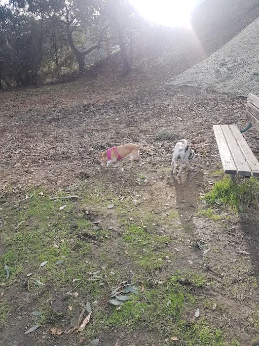 Dog Park | Heather School 10