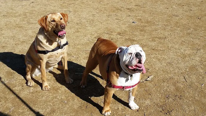 Cipriani Dog Park 8