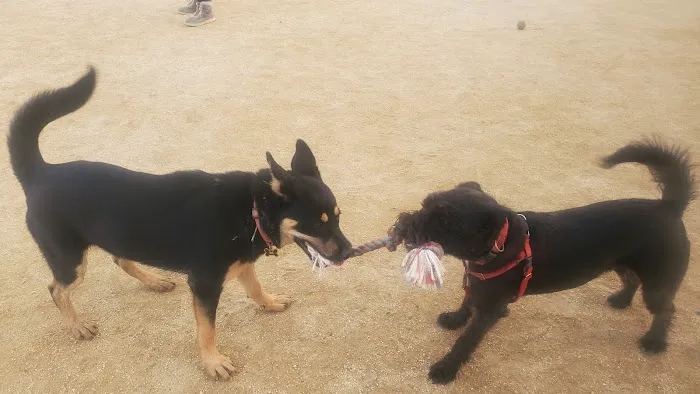 Cipriani Dog Park 3
