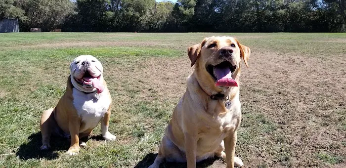 Cipriani Dog Park 5