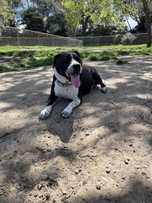 Commodore Dog Park 4