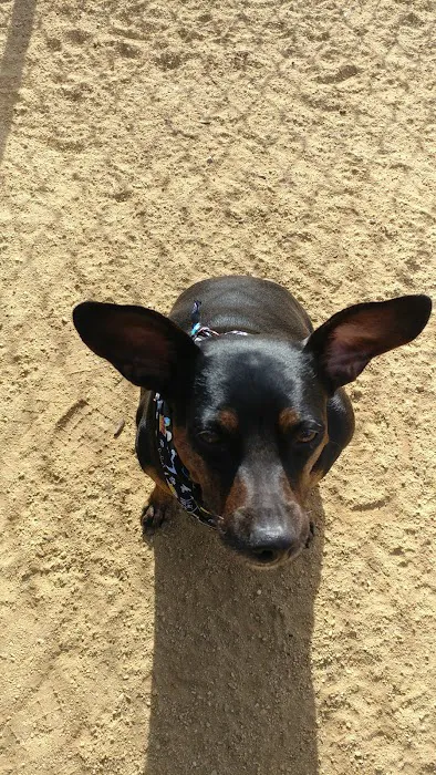 Centennial Dog Park 1