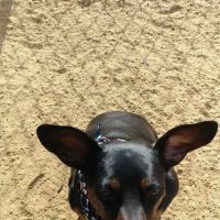 Centennial Dog Park ico