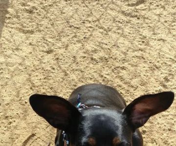 Centennial Dog Park