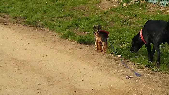 Centennial Dog Park 4