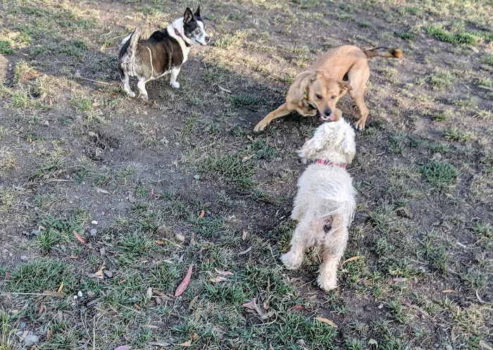 Brisbane Dog Park 8