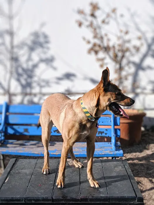 Brisbane Dog Park 10