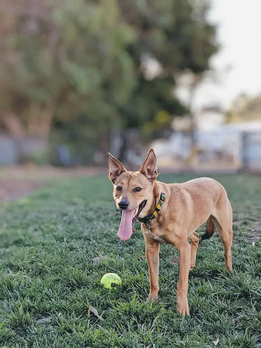 Brisbane Dog Park 7