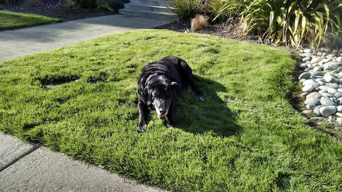 Brisbane Dog Park 9