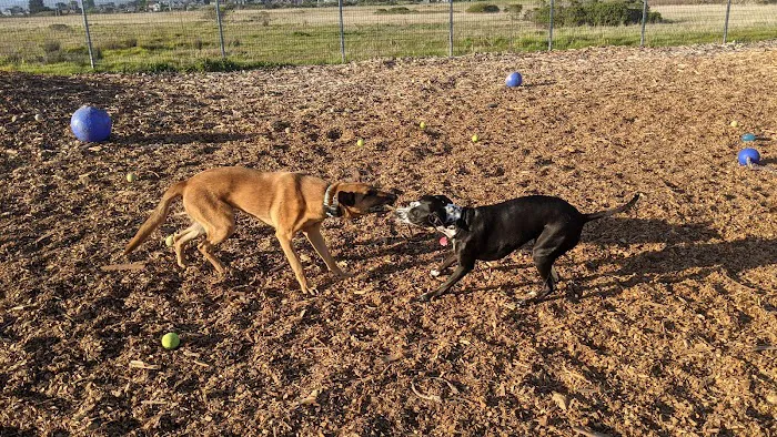 Half Moon Bay Dog Park 7