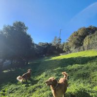 Los Altos Hills Dog Park ico