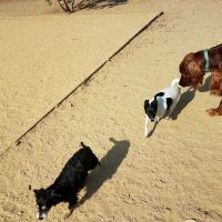 Mary Avenue Dog Park ico