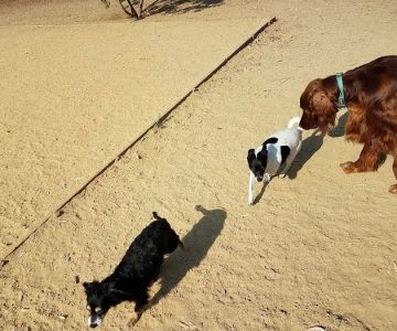 Mary Avenue Dog Park