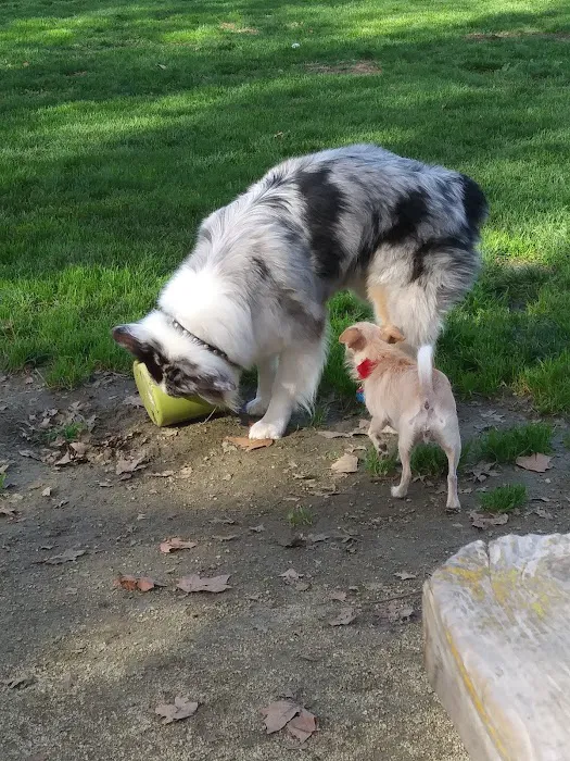 Dog Park at Hellyer County Park 2