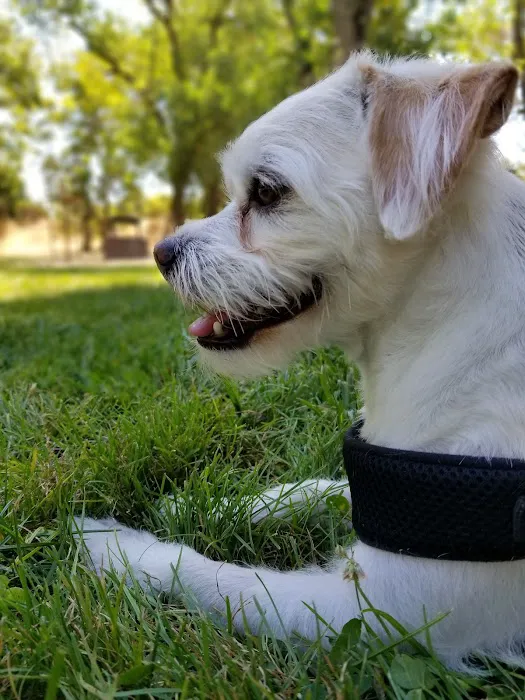 Dog Park at Hellyer County Park 6