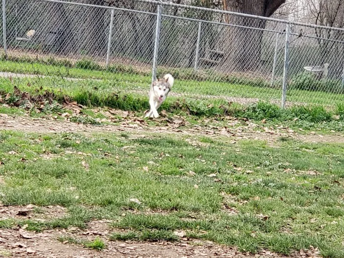 Dog Park at Hellyer County Park 9