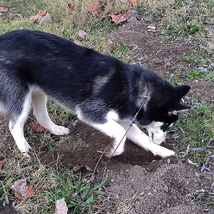 Dog Park at Hellyer County Park 10