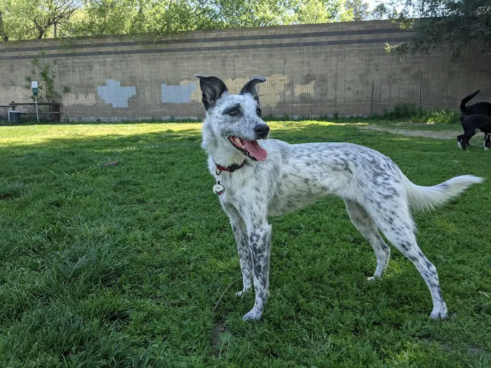 Dog Park at Hellyer County Park 3