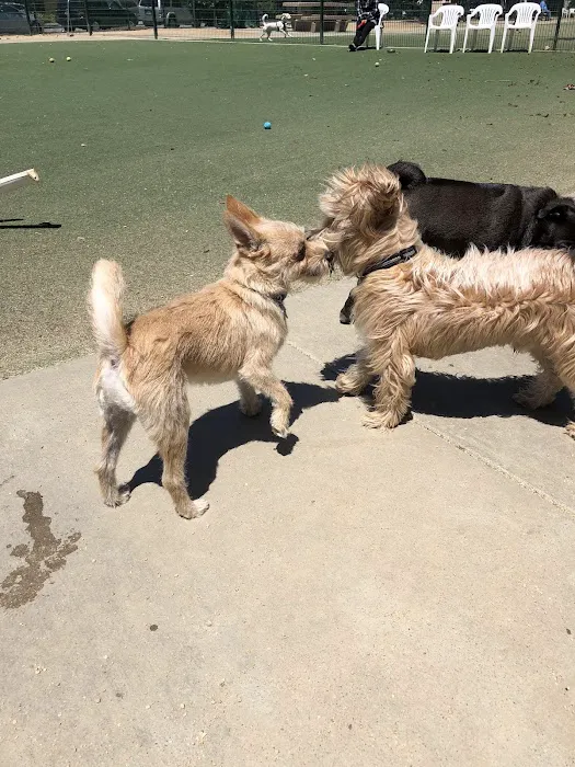 Butcher Dog Park 10