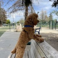 Butcher Dog Park ico