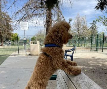 Butcher Dog Park