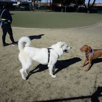 Dog Park | Los Gatos Creek ico