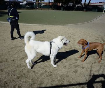 Dog Park | Los Gatos Creek
