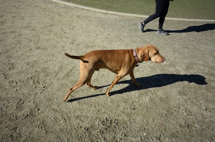 Dog Park | Los Gatos Creek 3