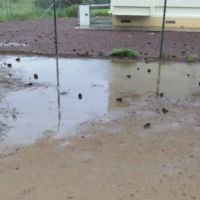Miyuki Dog Park ico