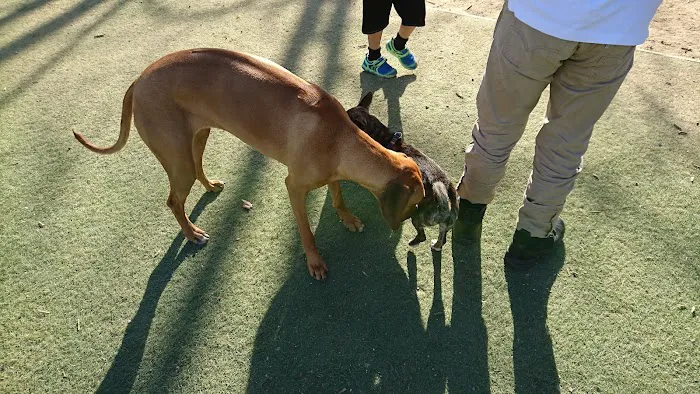 Miyuki Dog Park 10