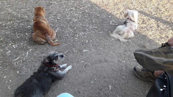 Merced Dog Park 9