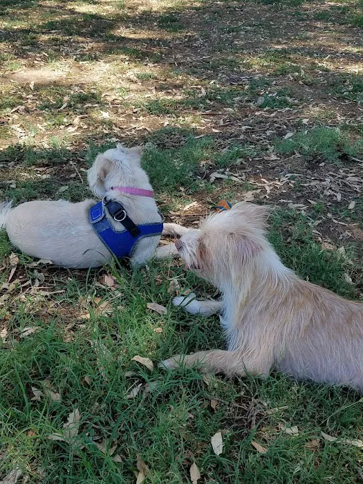 Merced Dog Park 5