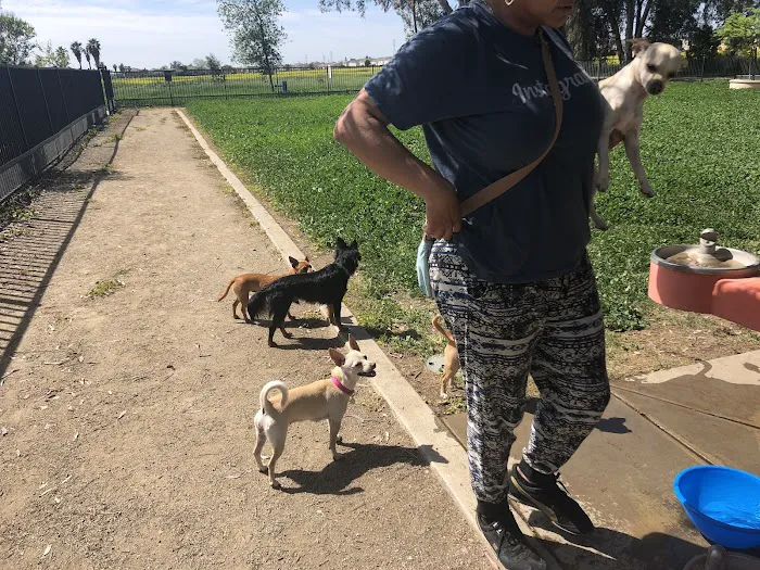 Merced Dog Park 3