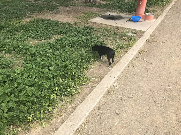 Merced Dog Park 10