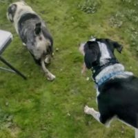 Hillside Meadow Sniff Spot - Off leash private dog park ico