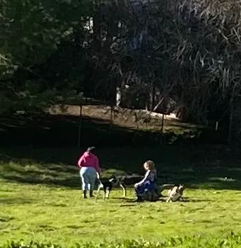 Hillside Meadow Sniff Spot - Off leash private dog park 7