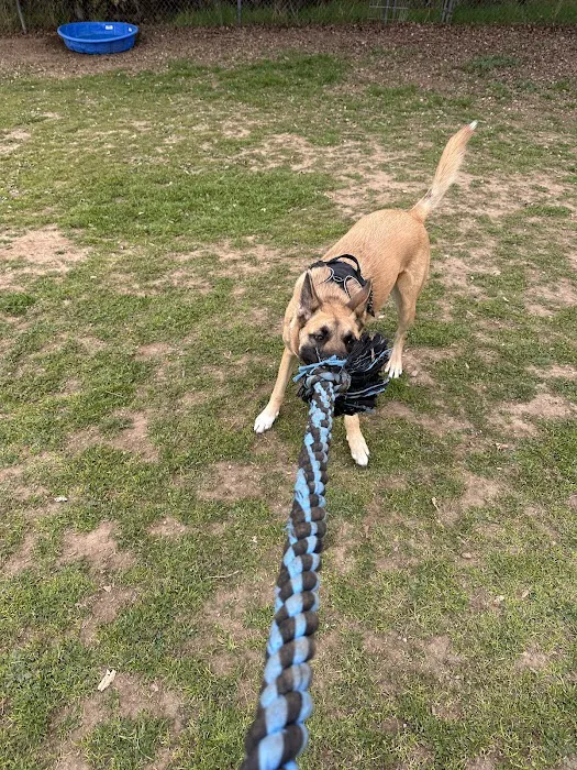 Hillside Meadow Sniff Spot - Off leash private dog park 10