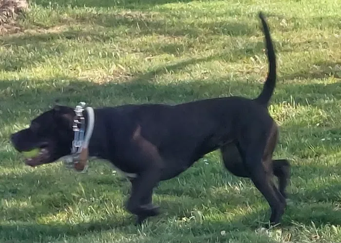 Morgan Hill Dog Park 5